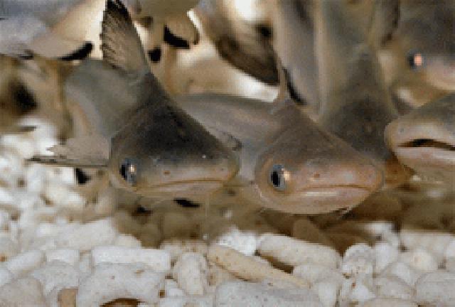 Gubri Tebar Ribuan Bibit Ikan Baung di Lipat Kain